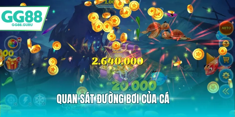 Quan sát đường bơi của cá