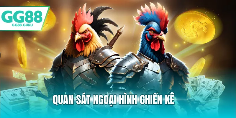 Quan sát ngoại hình chiến kê